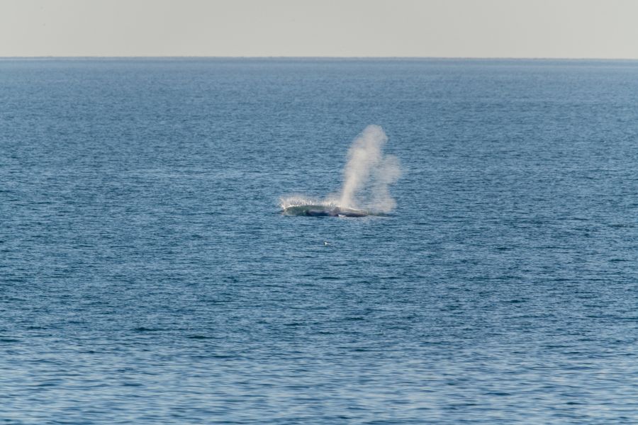 whale in svalbard