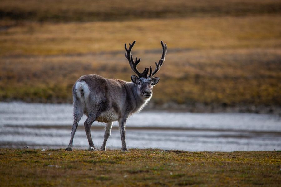 reindeer in svalbard
