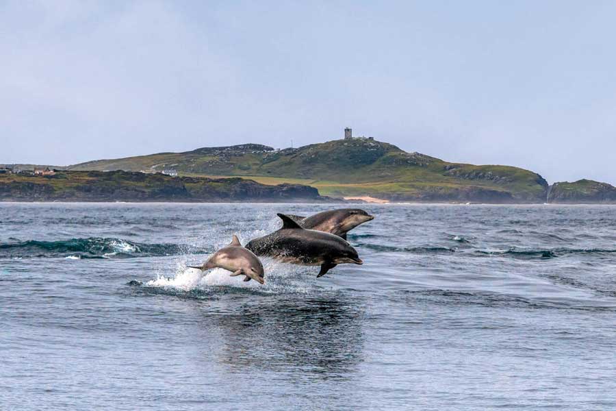Dolfijnen bootsafari, Malin Head