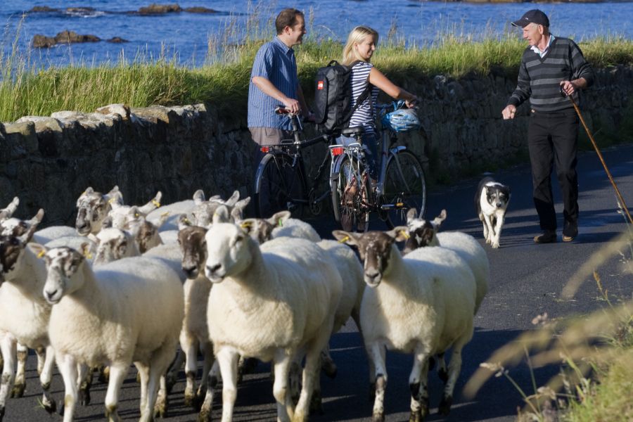 Schaapherder rondreis Ierland afwisselend verblijf