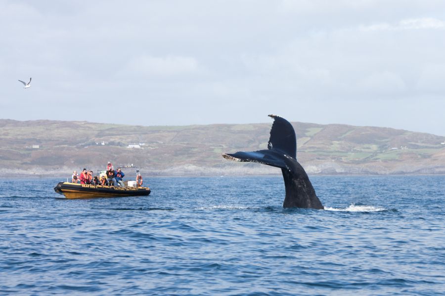 Whale Watching Ierland