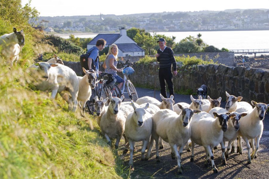 Fietsen, actieve busrondreis Ierland