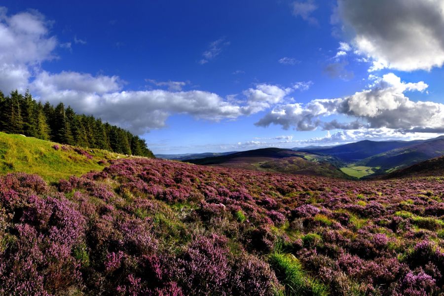 Glendalough & Wicklow Mountains excursie