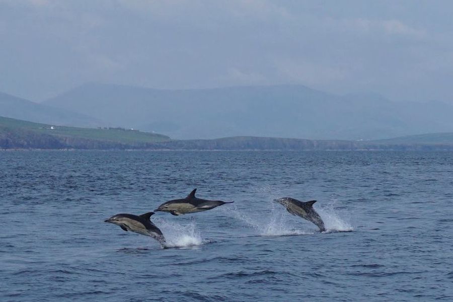 Blasket Wildlife Eco Tour - Dingle