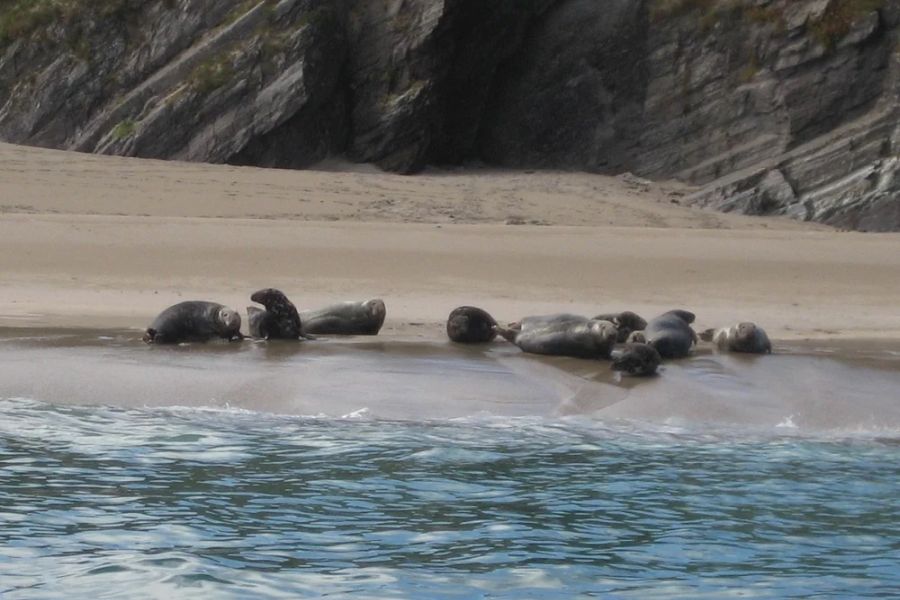 Blasket Wildlife Eco Tour - Dingle