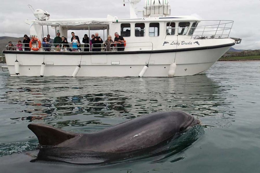 Blasket Wildlife Eco Tour - Dingle 