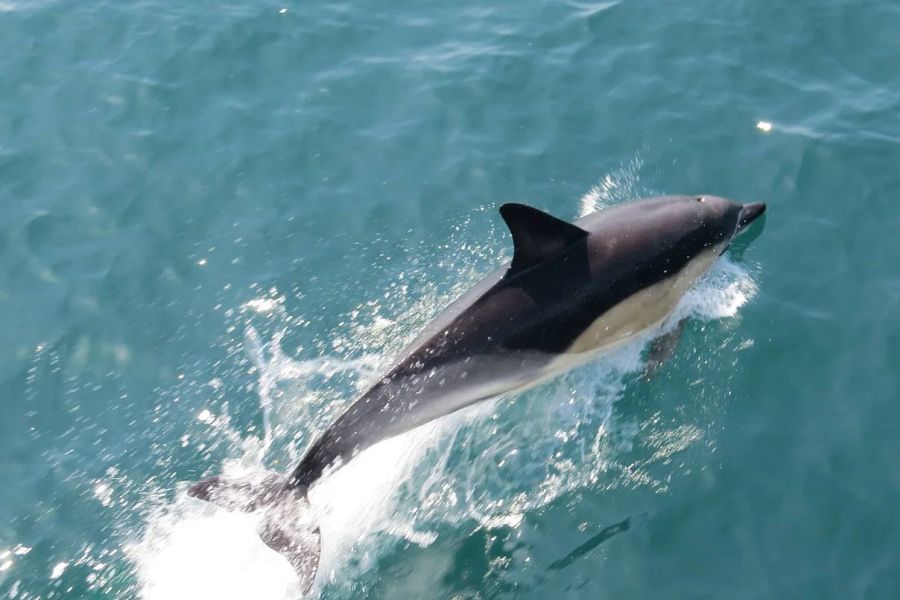Blasket Wildlife Eco Tour - Dingle