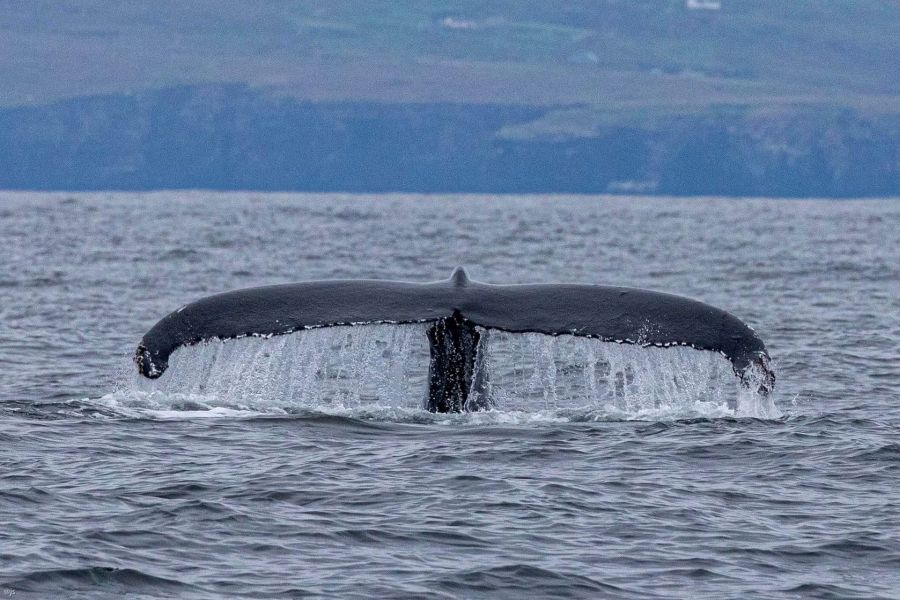 Blasket Wildlife Eco Tour - Dingle