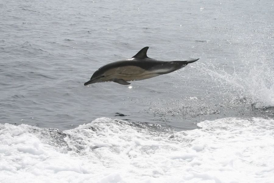 Blasket Wildlife Eco Tour - Dingle