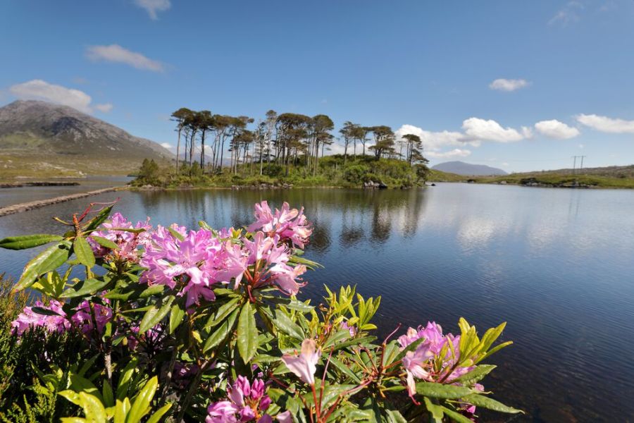 Pine Island Connemara