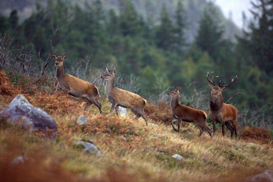 Killarney National Park, Killarney met verblijf in tophotel