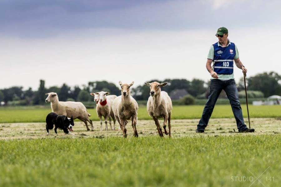 Schaapshender honden demonstratie Kastelen & Manors autorondreis
