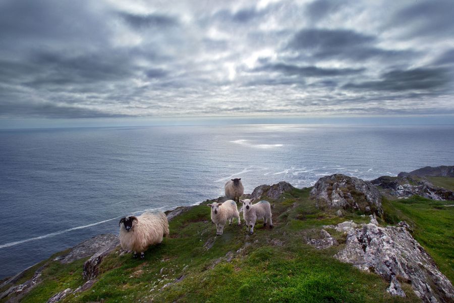Sheep’s Head PeninsulaIreland’s Atlantic Seashore:Collins Press:What sets Sheep’s Head apart from the three neighbouring Peninsula’s is it’s remoteness, and unspoiled landscape. It is reputed to have the mildest climate in Ireland because of it’s proximi