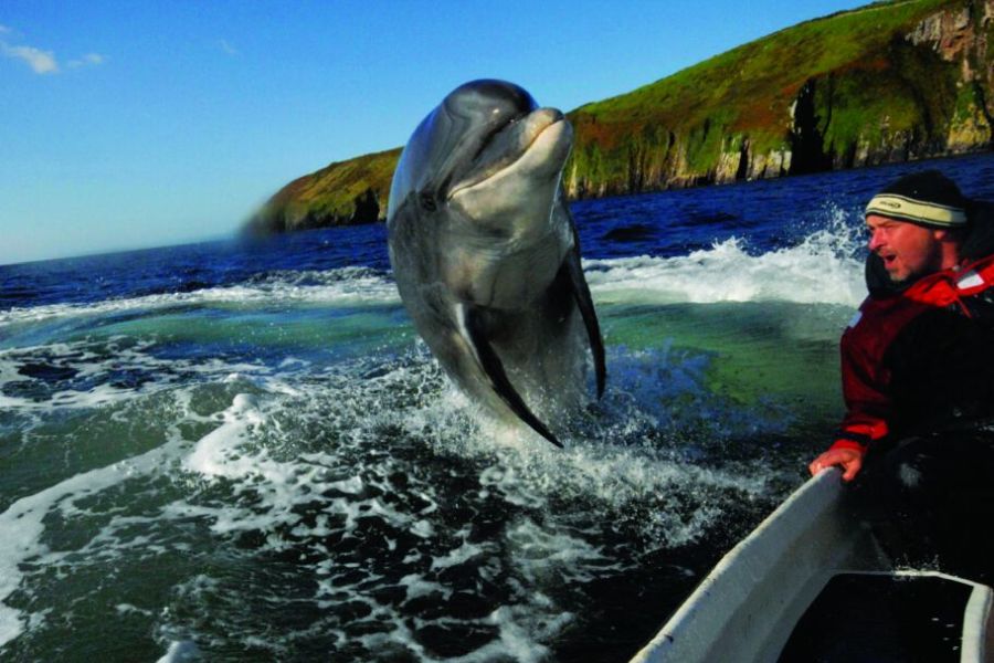 Dingle Fungie, vliegreis Killarney met verblijf in een cottage