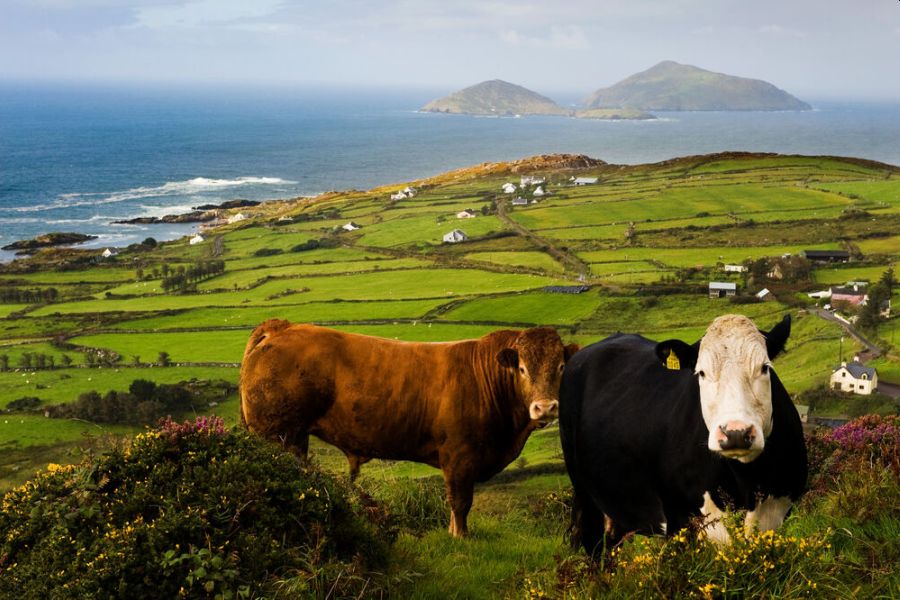 Ring Of Kerry kust autorondreis Ierland glamping