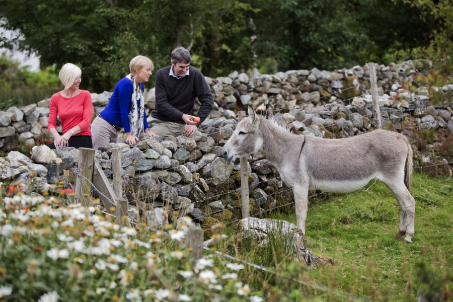 Ezeltje autorondreis Ierland glamping
