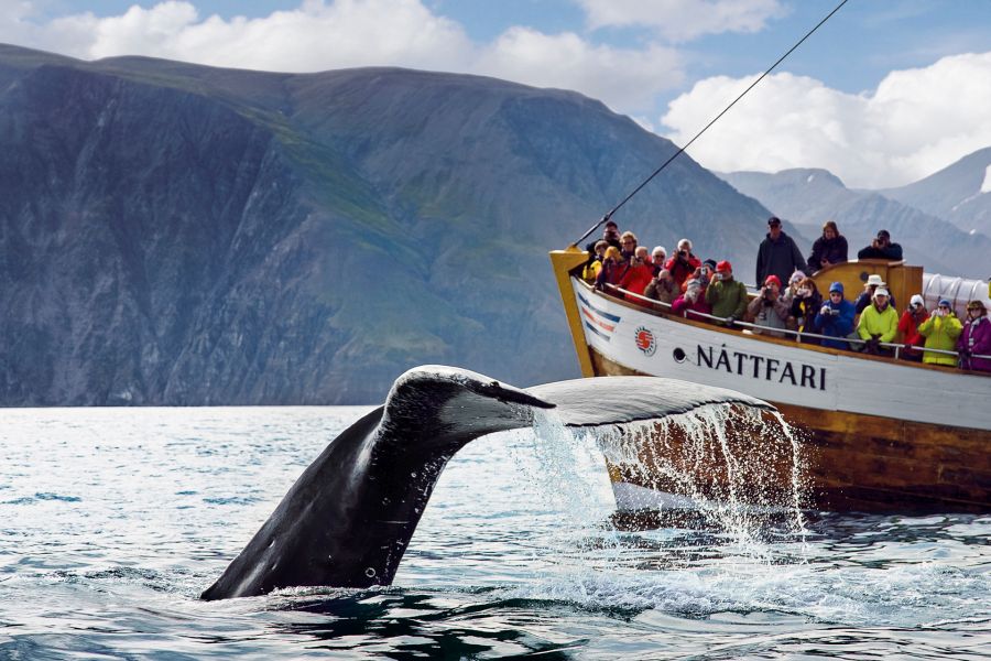 Whale Watching Husavik Noord-IJsland