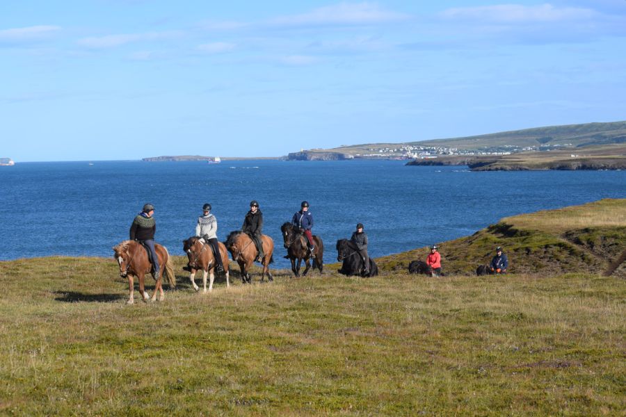Paardrijden IJsland