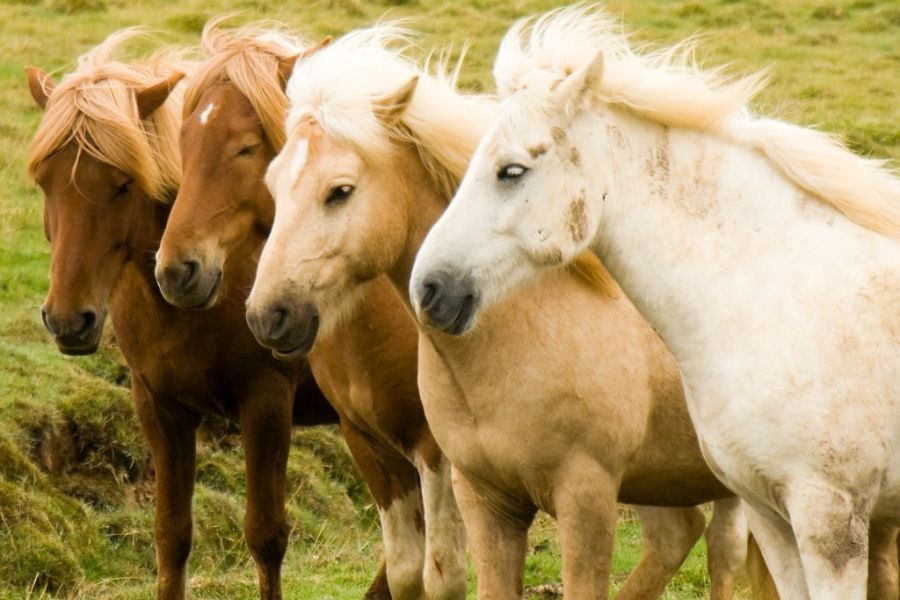 IJslandse paarden, busrondreis IJsland