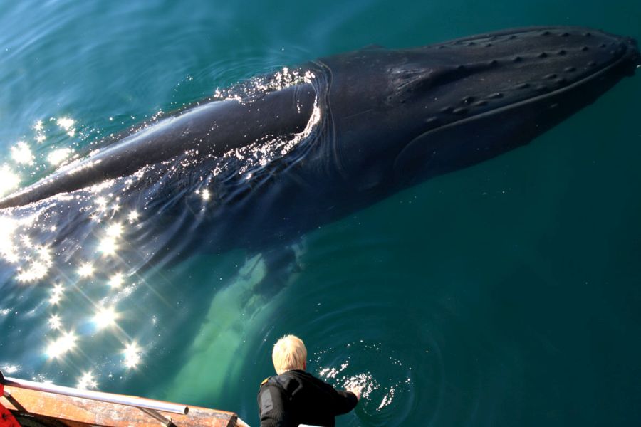 Whale Watching IJsland