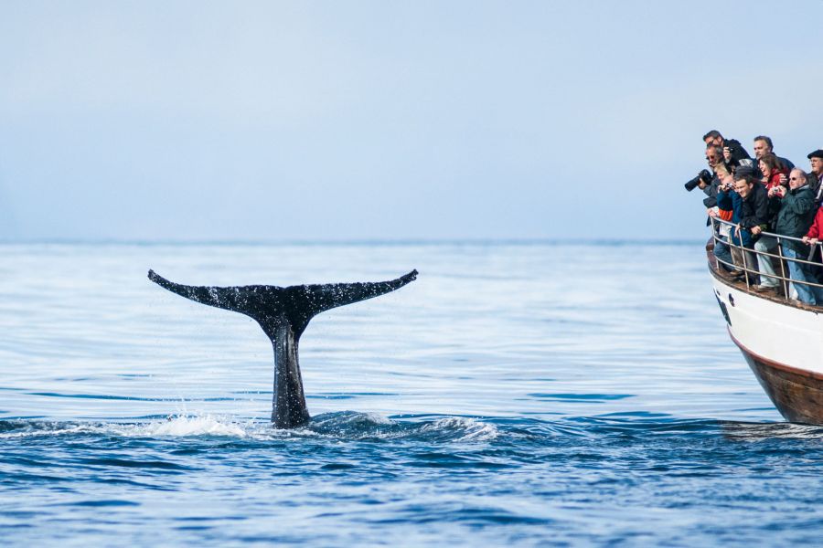 Walvissen Autorondreis IJsland