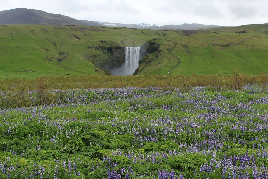 Lupinevelden Autorondreis IJsland