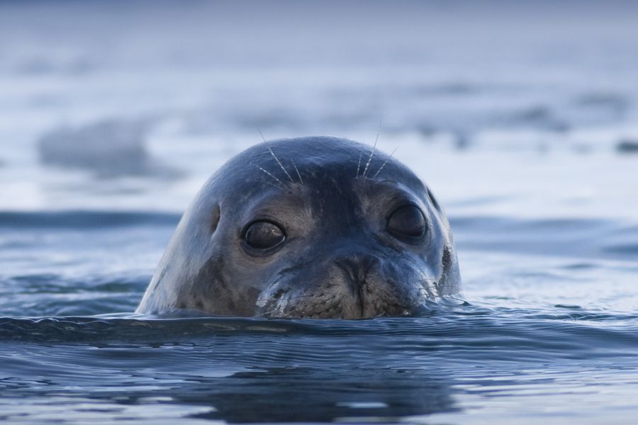 Zeehond Autorondreis IJsland