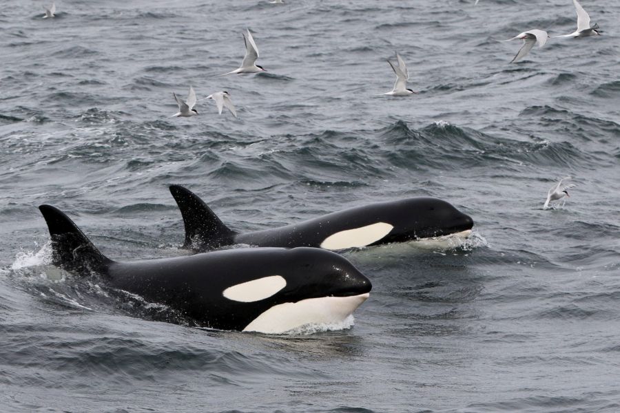 Orka’s Autorondreis IJsland