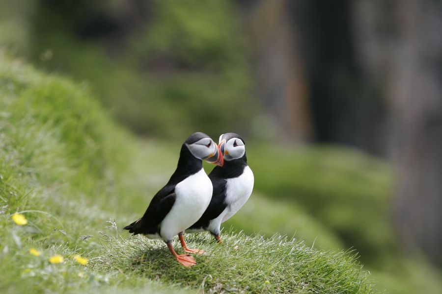 Papegaaiduikers Autorondreis IJsland