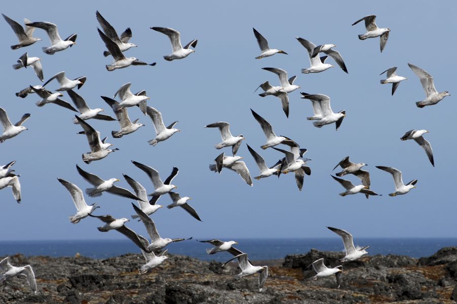Autorondreis Westfjorden