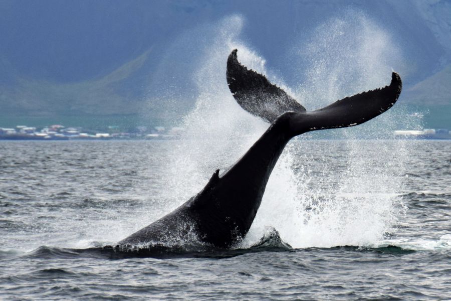 Autorondreis Westfjorden