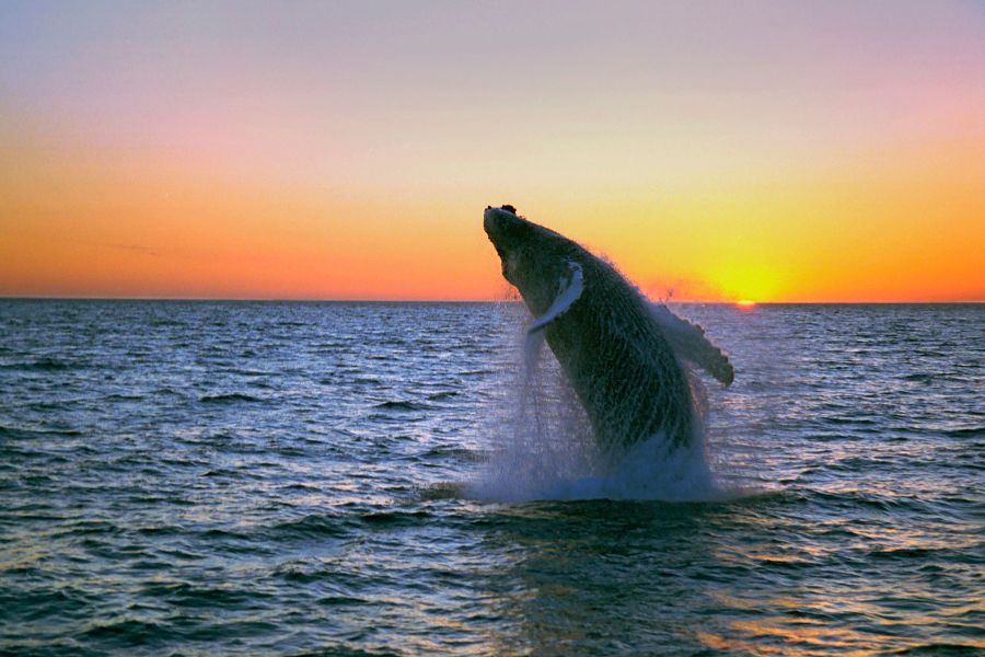 Whale Watching IJsland hotelrondreis