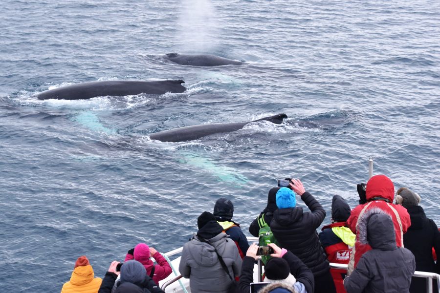 Whale Watching IJsland