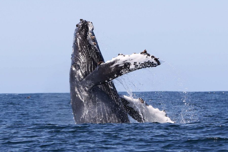 Walvis Noord IJsland