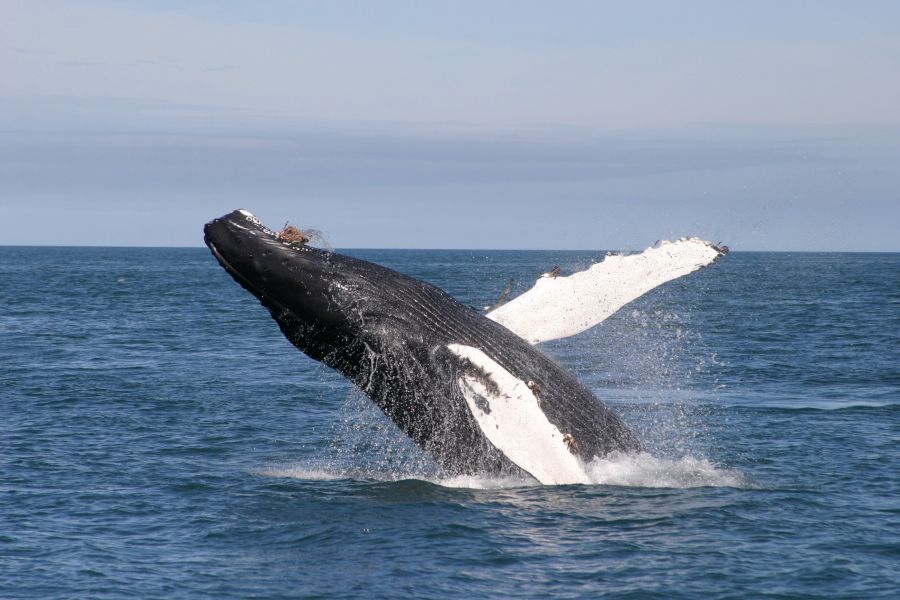 Vliegreis Kennismaking Met IJsland incl.excursies