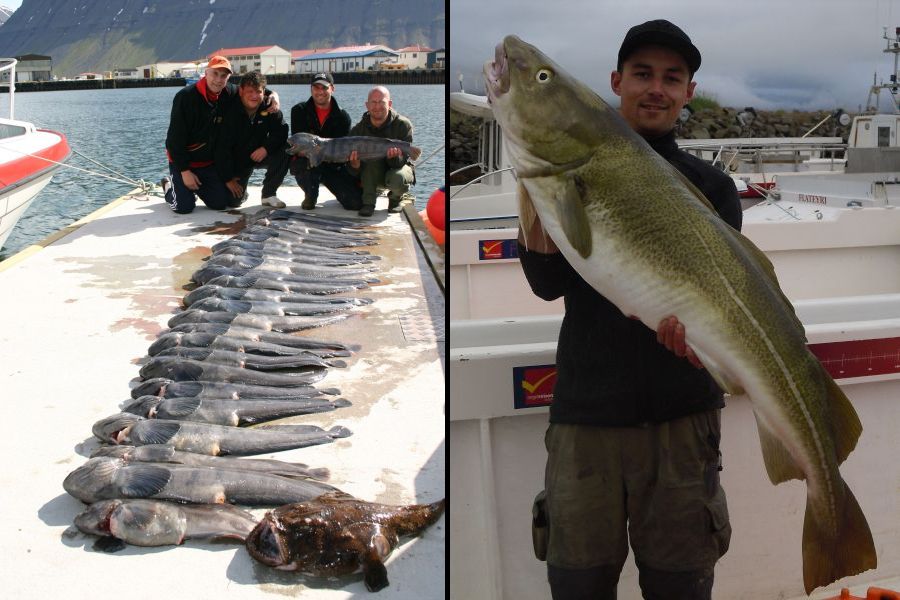 Zeevissen Flateyri Westfjords