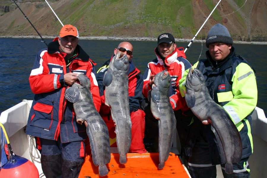 Zeevissen Flateyri Westfjords