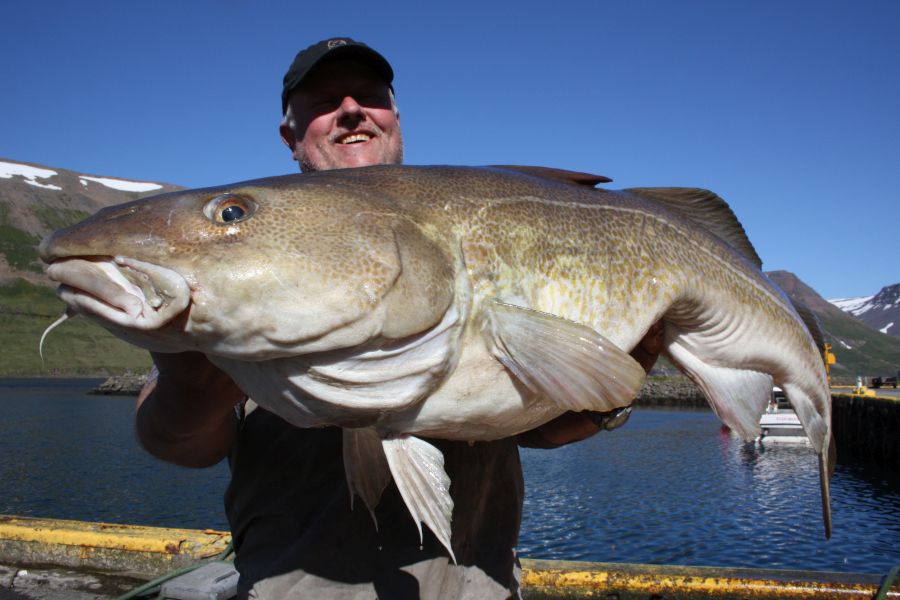 Zeevissen Flateyri Westfjords