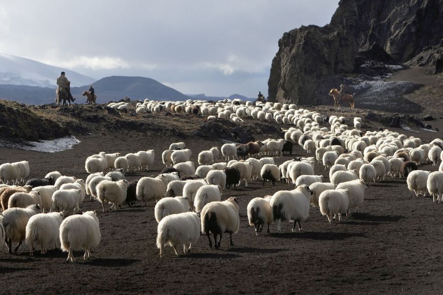 Schapen op black beach IJsland