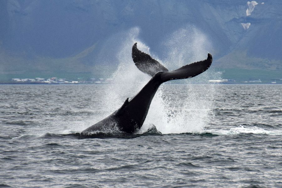 Walvis spotten Reykjavik