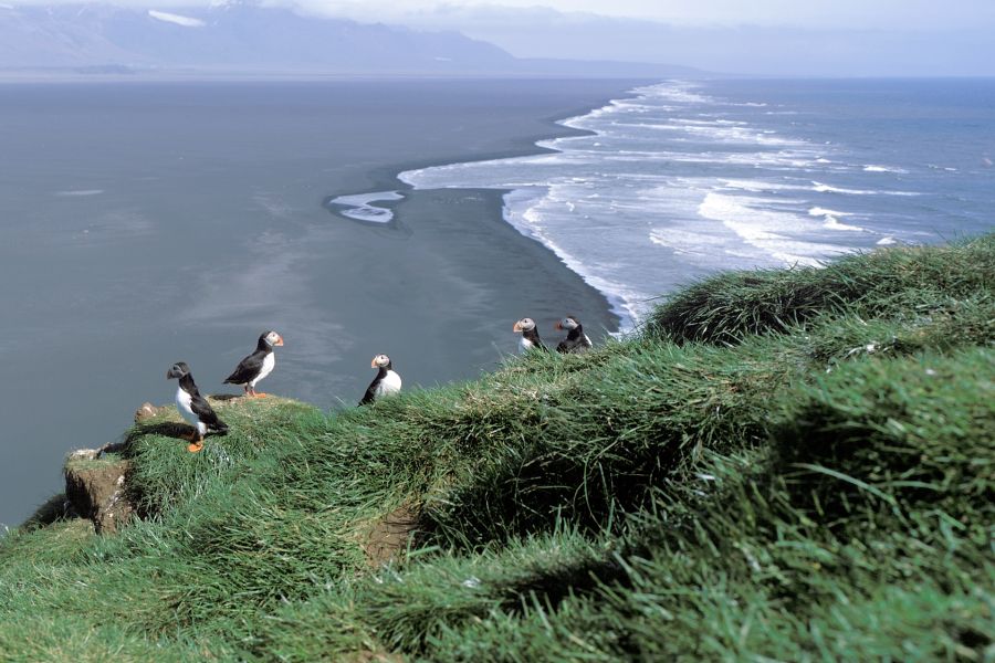 Ingolfshofdi vogelkaap IJsland
