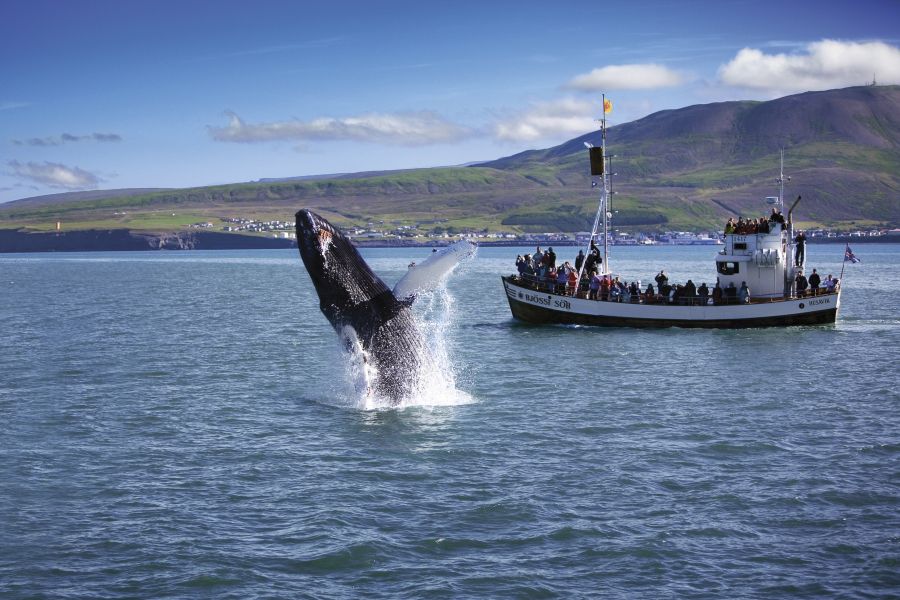 Bultrug Walvis springt Husavik IJsland