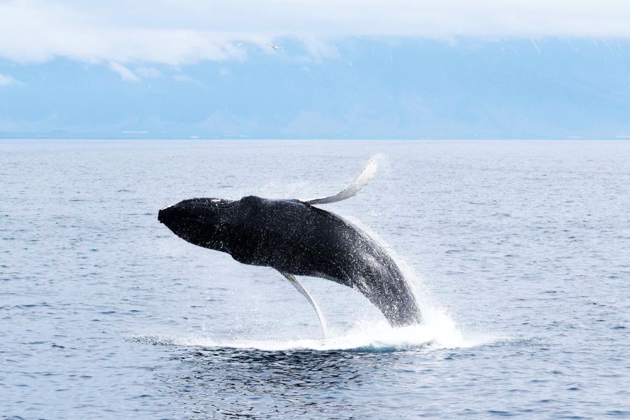 Husavik whale watching Autorondreis IJsland