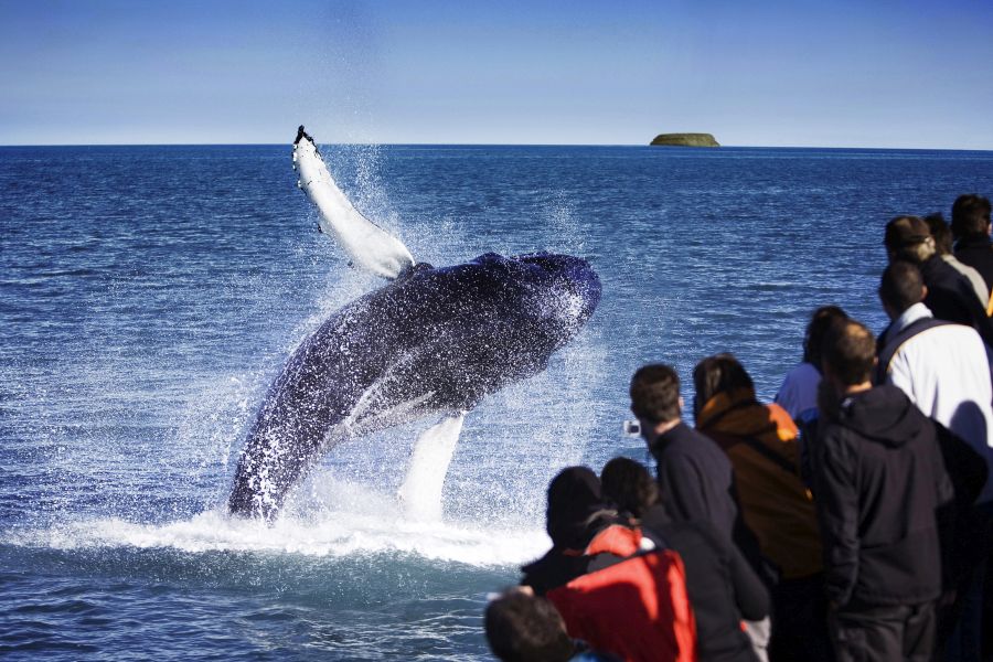 Whale Watching Husavik Autorondreis IJsland