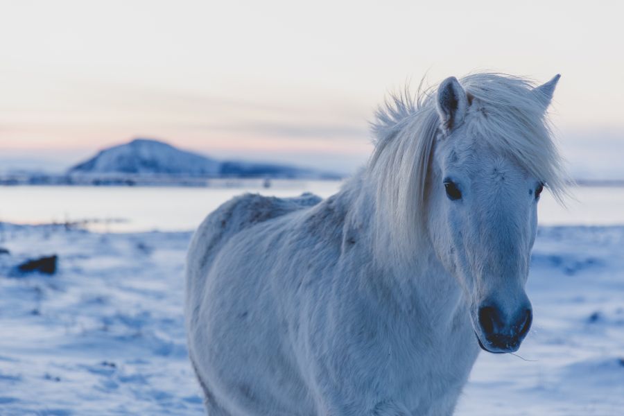 IJslands paard