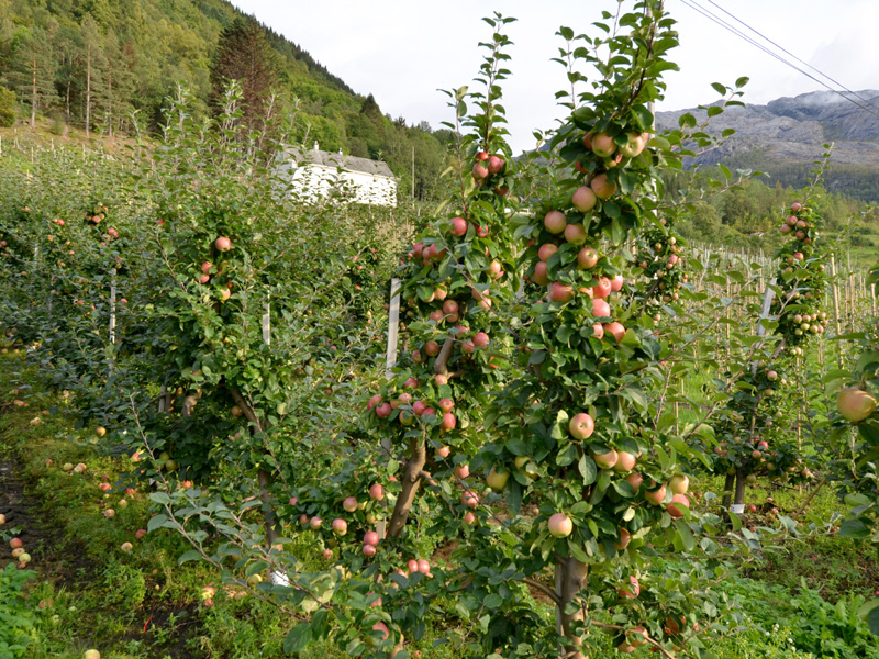 Fruitboomgaarden van Hardanger