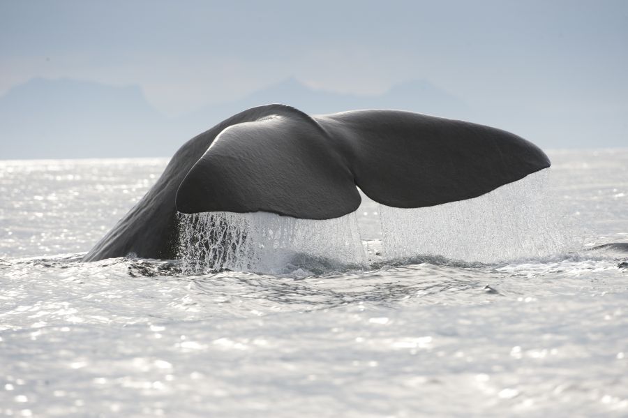 Walvis whalesafari Andenes