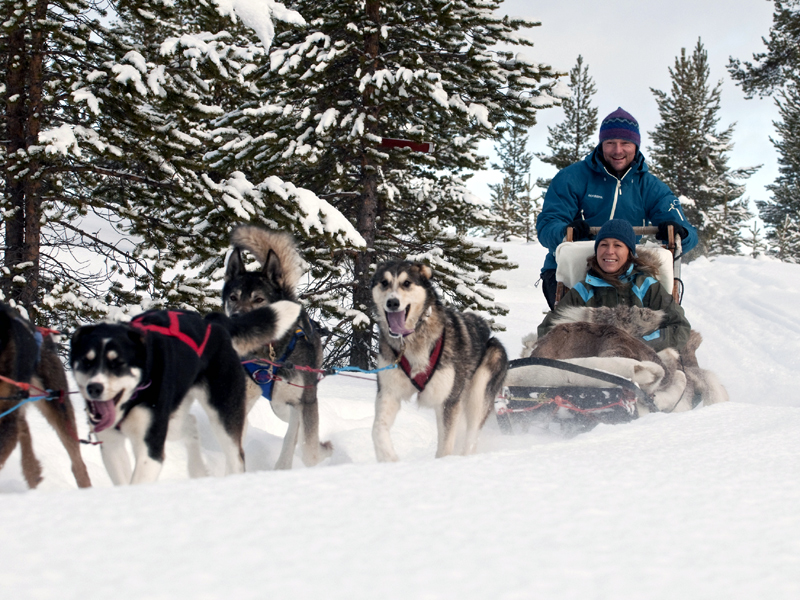 Korte Huskysafari Trysil - 1 uur