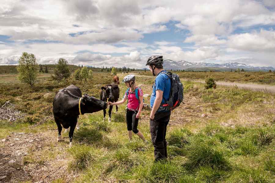 8-daagse Fietsreis Bergen en zomerboerderijen in Valdres