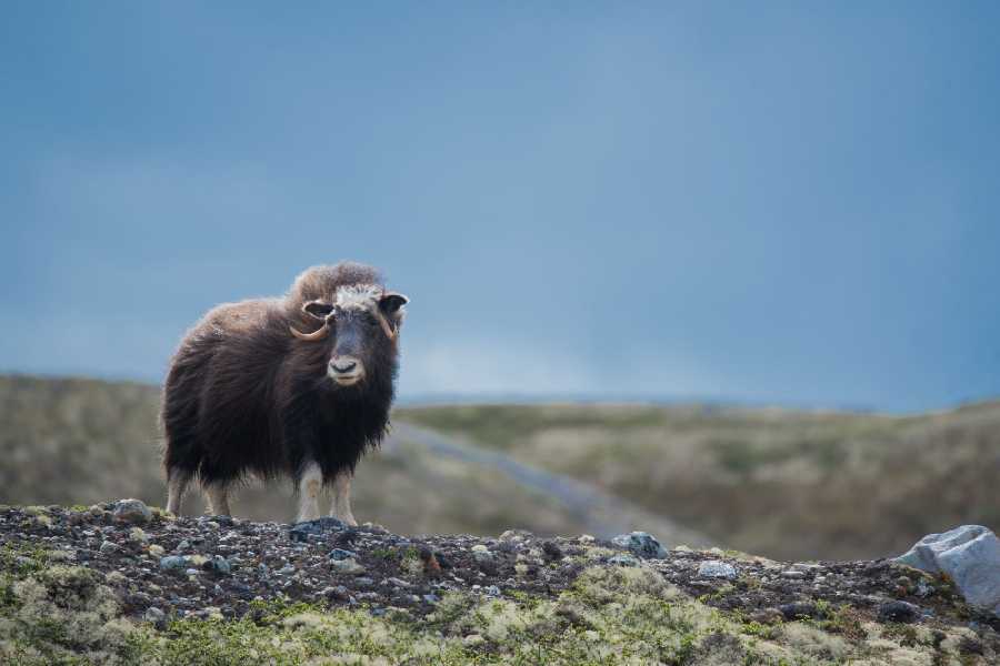 Muskusos - Dovrefjell